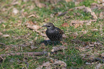 Starling(Sturnus vulgaris) sitting on the grass