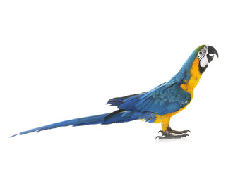 Blue-and-yellow macaw in studio