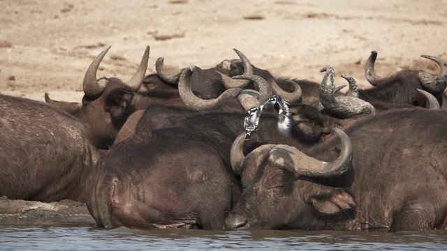 Super slow motion of Ceryle rudis flying over buffalo cattle