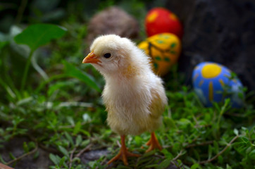 Little baby chicken with painted Easter eggs on the green grass. Happy holiday.Wonderful magic background