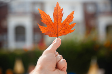 Yellow sheet of Canadian maple in hand, concept autumn