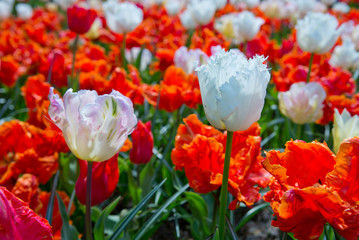 Red and white tulips in the spring garden .Easter background.