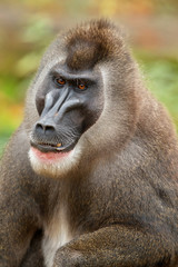 Fototapeta premium Drill monkey, Mandrillus leucophaeus, resting in the nature habitat area. Beautiful and critically endangered species in action. Dril in nature habitat. Beautiful wild animal in captivity.