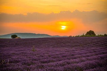 Naklejka na ściany i meble Lavender fields at sunset near the village of Valensole, Provence, France.