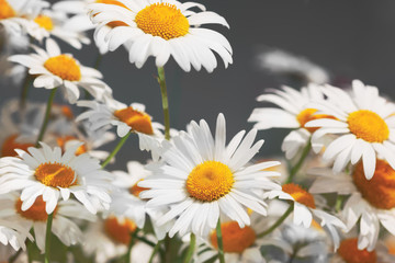 Fototapeta premium Flowering. Blooming chamomile field, Chamomile flowers.