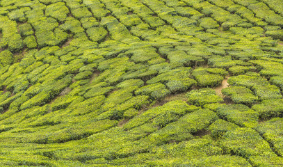Greenery landscape of a tea plantation.