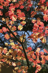 Autumn Acer