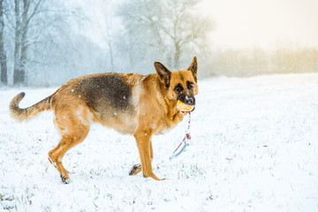 Happy dog play with ball in snow during walk