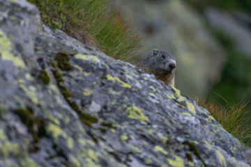 Marmot hiding behind a rock in the Carpathian Mountains, Transylvania, Romania
