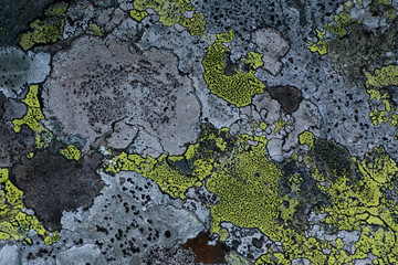 Pattern with lichens on a rock surface. Abstract background. Art of nature.
