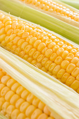 Corn on dark wooden background