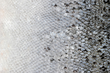 A skin of fresh fish in the size of the frame. Smooth and shiny scales of gray-silver color. View from above. Close-up. Macro photography.