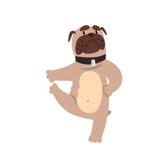French bulldog working out yoga excercise, padangusthasana pose, funny dog practicing yoga cartoon vector Illustration on a white background