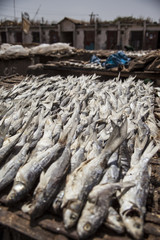 Drying fishes in Tanji, Gambia. Traditional Gambian Food.