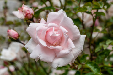  Closeup of a beautiful light pink rose with green petals in the background