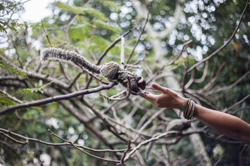 Feeding marmoset monkey in Rio de Janeiro