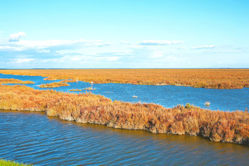 Wild marsh landscape in Camargue, France
