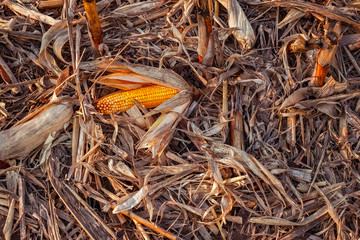Leftover corn cob after threshing.