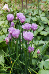 Pale purple spring Chives flowers. A common herb related to garlic, onions and leeks. The leaves are used in culinary dishes, the buds and flowers are also edible. Fly on a bloom. Vertical.