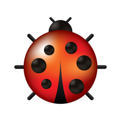 cute ladybug dotted animal insect wildlife vector illustration