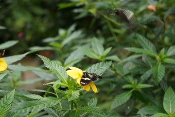 Schmetterling
