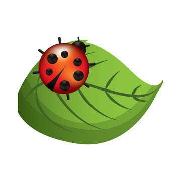 cute ladybug in leaf natural wildlife animal vector illustration