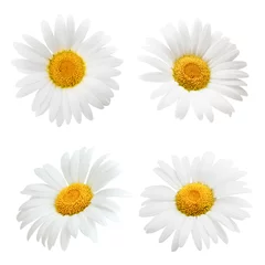 Gordijnen Daisy flower isolated on white background as package design element © Tetiana