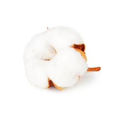 Cotton plant flower isolated on white background as package design element