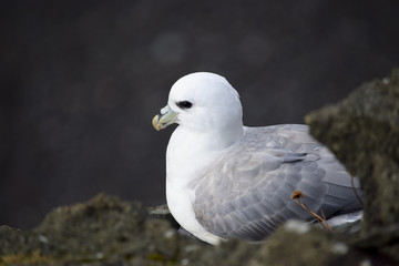 Resting seagull 