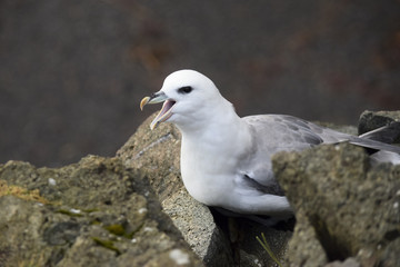 screaming seagull