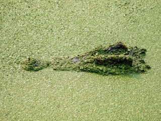 Crocodiles in water covered with green duckweed