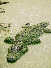 Crocodiles in water covered with green duckweed