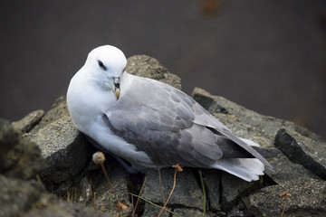 Seagull on a rock