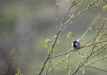 The Cinereous tit