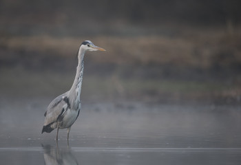Grey heron (Ardea cinerea)