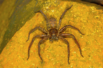 Huntsman spider, Sparassidae , Aarey Milk Colony , INDIA