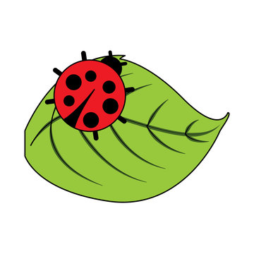 cute ladybug in leaf natural wildlife animal vector illustration