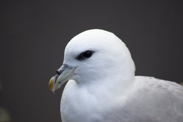 Portrait of a sea gull 