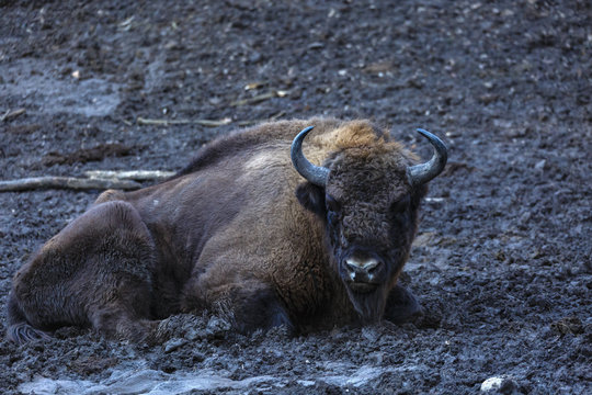 zimbru seated in a mud in a natural reserve