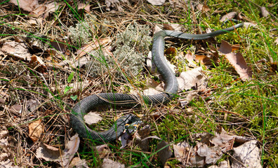 Green snake in the grass in the forest. Grass snake in forest environment close up. The Viper. The snake stuck out his tongue and attacks.