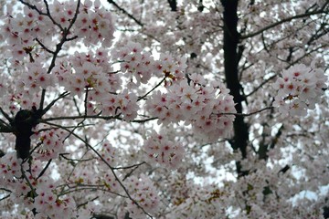 Sakura Flowers / Cherry Blossom, Japan