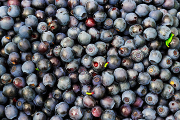 Berry  blueberries background. Lots of fresh I collected in the woods.