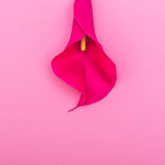 Lily flower in the form of a female body part. creative metaphor. international women's day