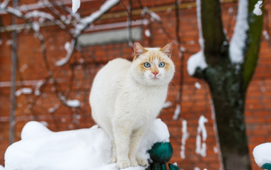 Fluffy blue-eyed cat sitting on fence of brick house on winter day