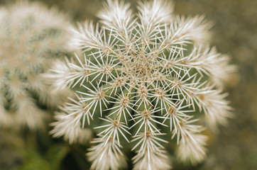cactusesc (closeup).  green