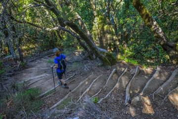 spain gomera island bosque del cedro