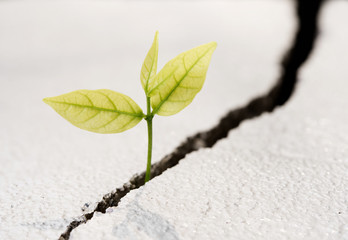 Plant grow on cracked street , new life growth ecology development business financial ,Earth Day...