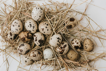 Obraz premium quail eggs laying on straw over white background