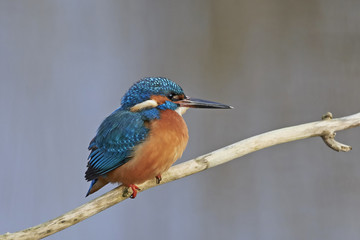 Common kingfisher (Alcedo atthis)