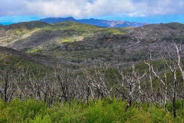 Spain Gomera island garajonay burned forest